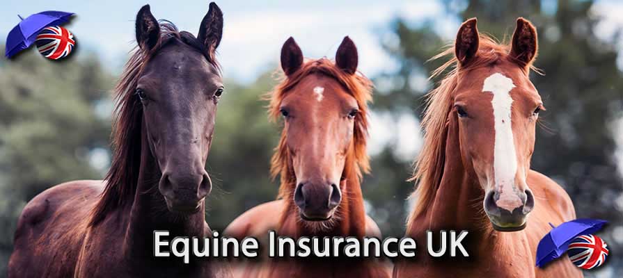 Equine Insurance UK Image