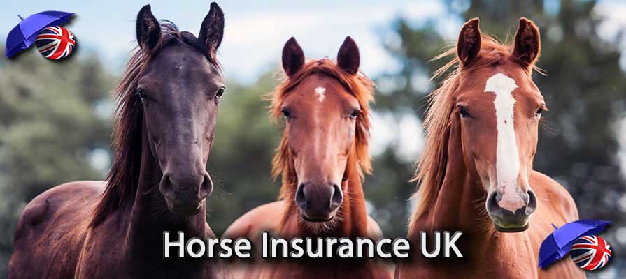 Horse Insurance UK Image