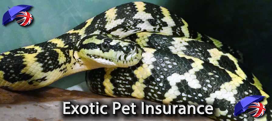 Image of the Exotic Pet Insurance in the UK