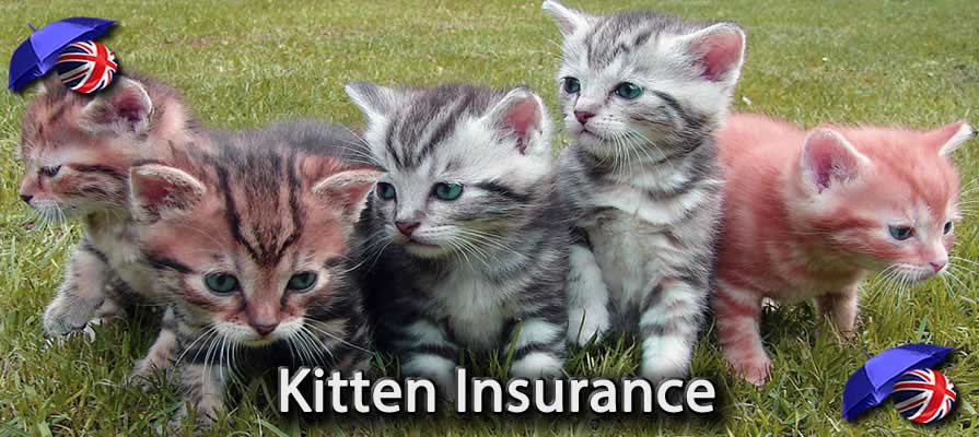 Image of the Kitten Insurance in the UK