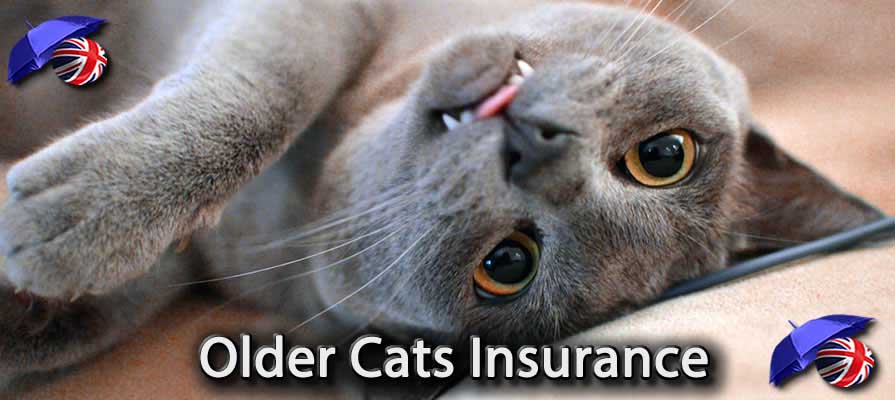 Image of the Pet Insurance for Older Cats in the UK