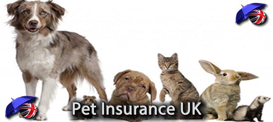 Pet ID Insurance UK Image