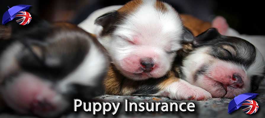 Image of the Puppy Insurance in the UK