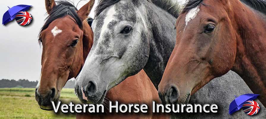 Image of the Veteran Horse Insurance in the UK