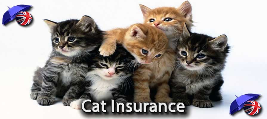 Image of the Multi Cat Insurance in the UK